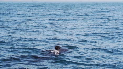 group-of-pilot-whales-breathing-together-at-the-blue-surface-of-the-atlantic-ocean-in-spain-slowmotion