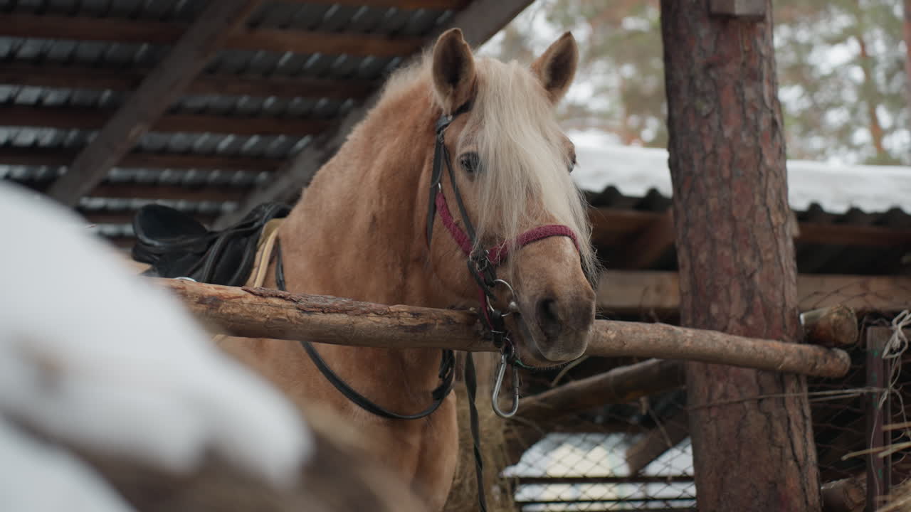 Caballo color crema asomando en un paisaje nevado con elementos de la naturaleza, poni palomino de pelo suave observando el entorno en una escena tranquila de una granja de invierno rodeada de un bosque
