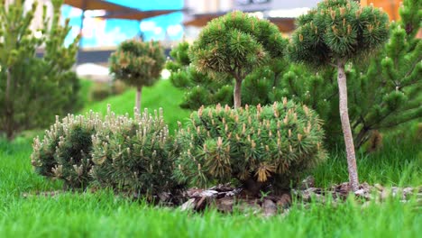 landscaped garden with ornamental pine trees