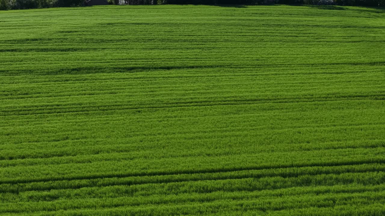 Vue aérienne de terres agricoles d’un vert éclatant avec des rangées de cultures texturées créant un motif paysager rayé