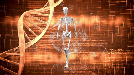 animation of dna, globe, skeleton and data processing on orange background