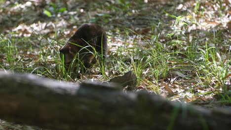 Quati-in-Martinique-zoo-nasua-nasua-coati-ringed-tailed-raccoon-family