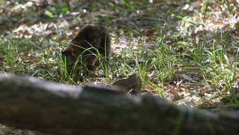 마르티니크 동물원 (nasua nasua coati ringed-tailed raccoon)