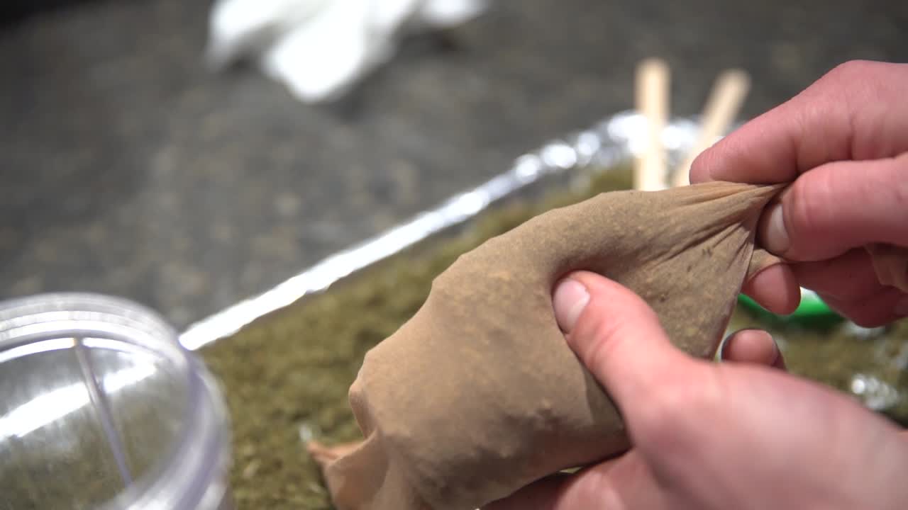 대마초 기름과 대마 만들기