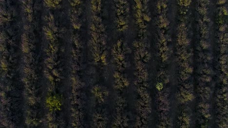 aerial view of a lavender field