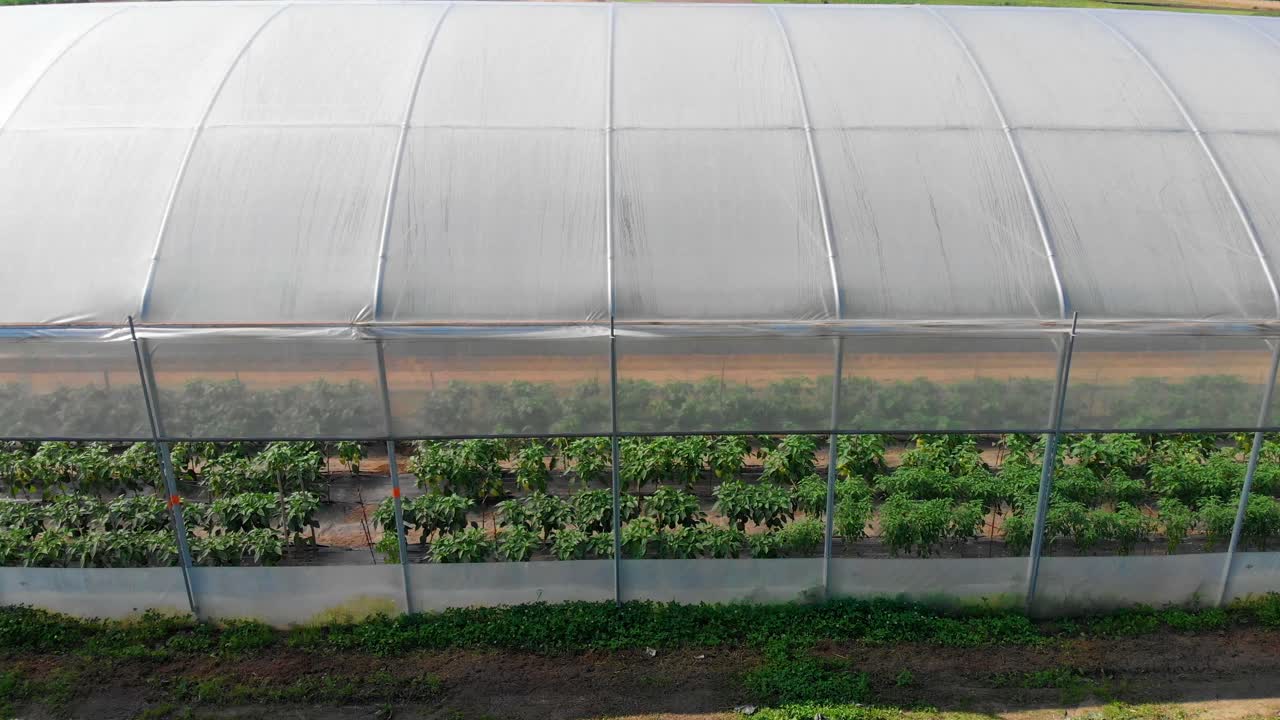 비옥한 토양에서 자라는 채소로 가득 찬 온실 밖에서 드라이브비 샷