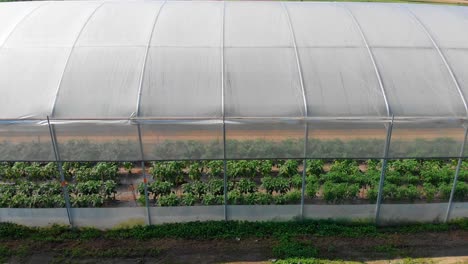 driveby shot from outside of greenhouse full of vegetables growing in rich soil