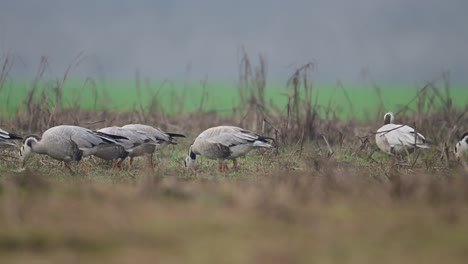 La-Bandada-De-Gansos-Con-Cabeza-De-Barra-Pastando-En-Campos-De-Trigo