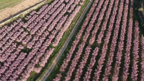 Camino-De-Tierra-Pasando-Por-Un-Huerto-De-Almendros-En-Flor-Rosa-Antena-De-España