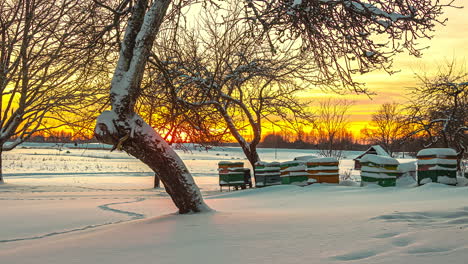 colony of bee hives sleeping in the cold winter covered with snow, in the middle of a diverse landscape with fields and trees at sunset - timelapse static shot