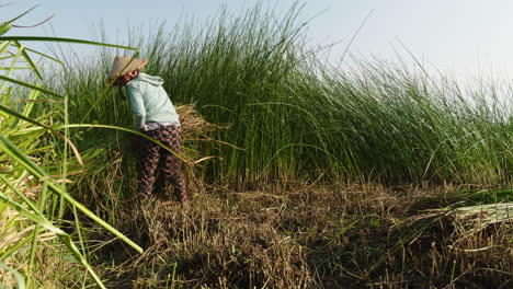 static shot of a farmer cutting tall grass for making bundles before making traditional mattress in quang nam province, vietnam during evening time.