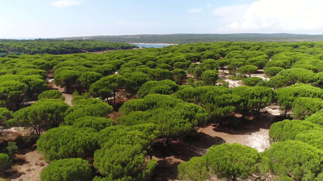 Vista aerea di una foresta verde rigogliosa
