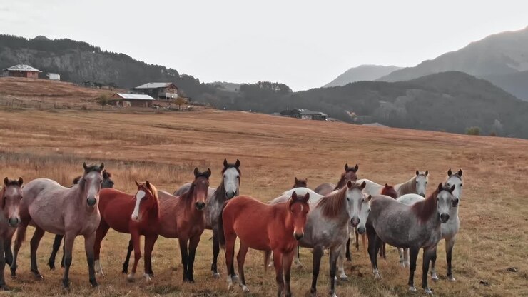 Cavalli in un campo la sera in Georgia.