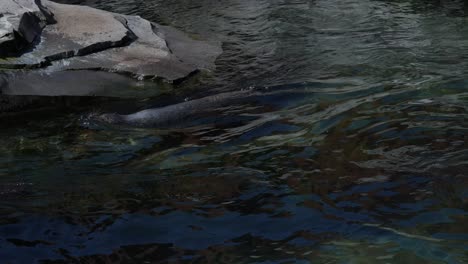sea lion couple swimming next to grey rocks on coast