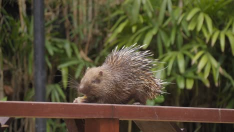 sunda porcupine or javan porcupine eating corn while sitting on a wooden fence