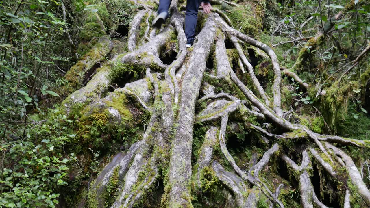 Hiker Woman climbing up roots of giant tree in National Park during daytime, tilt up