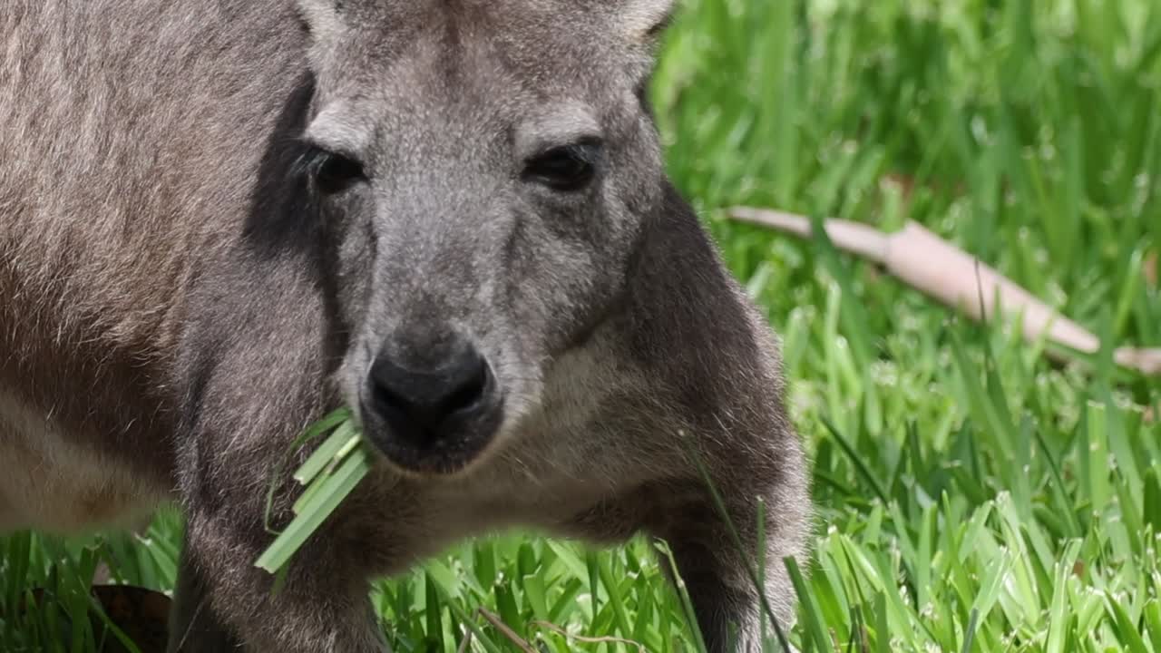 A kangaroo closely munches on fresh green grass in a sunlit area.
