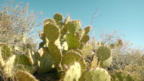 beautiful large prickly pear cactus bush in the sedona desert