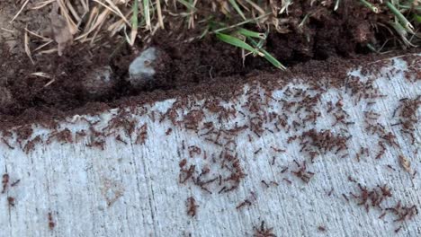 swarming ant colonies coming out of the ground after staying underground during cold winter months