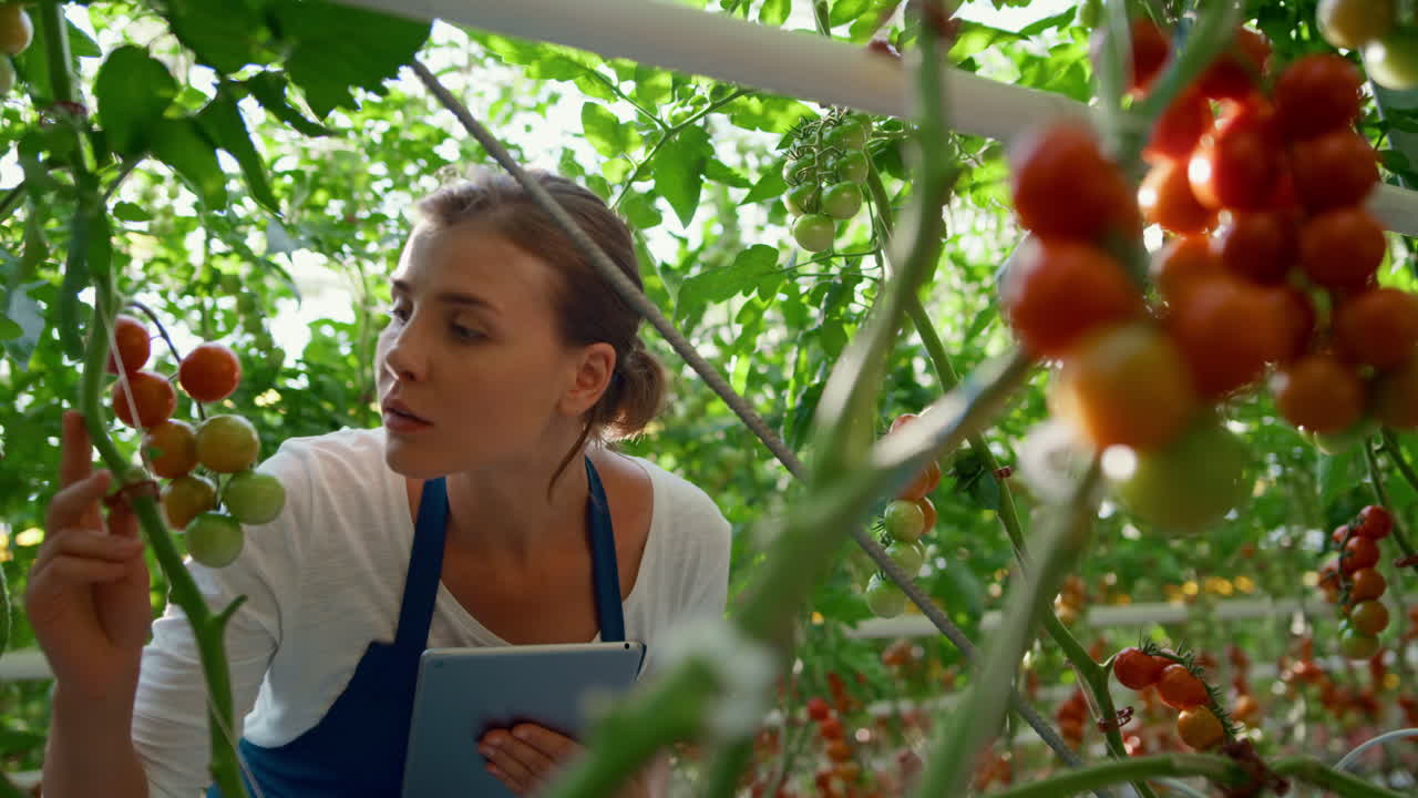 농장 노동자가 태블릿으로 온실에서 토마토 식물의 품질을 확인합니다.