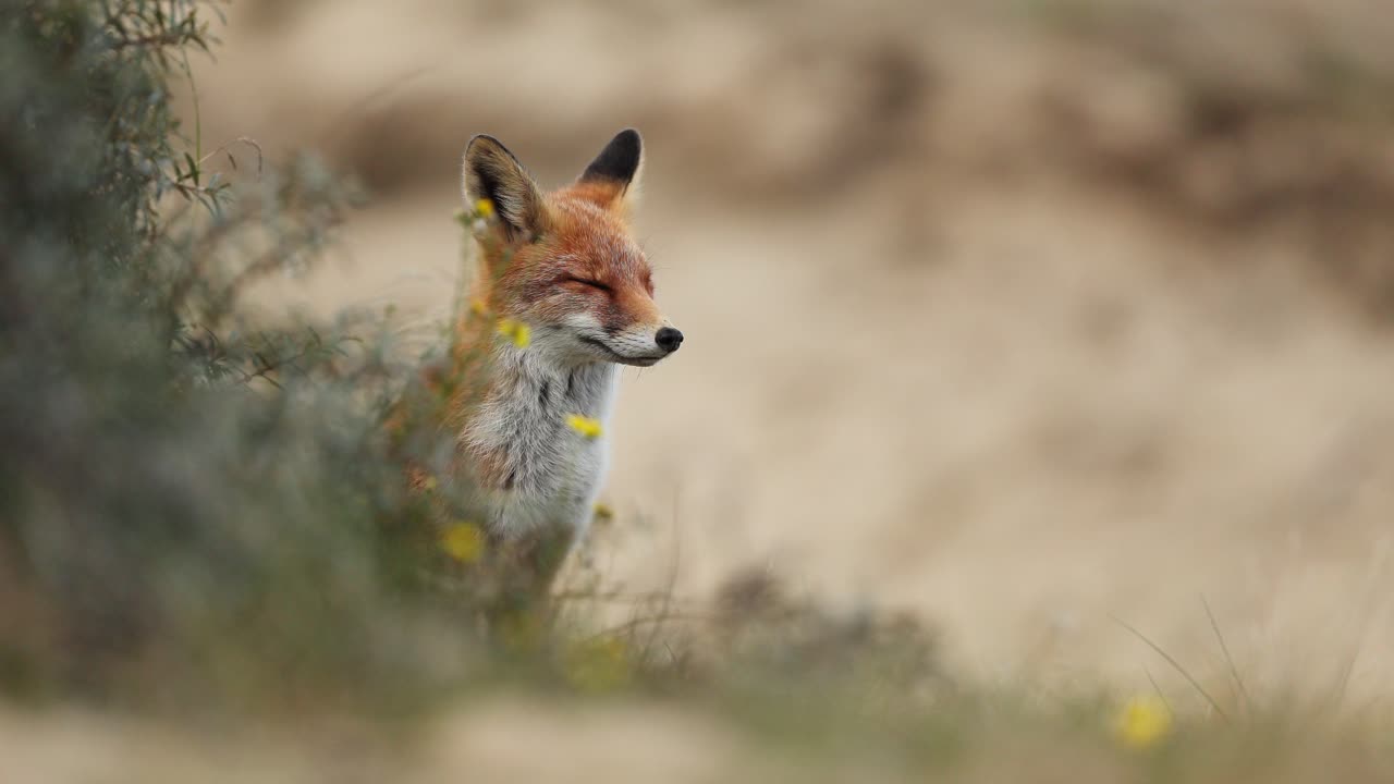 zorro rojo en un prado de arena