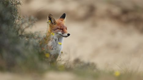 red fox in a sandy meadow