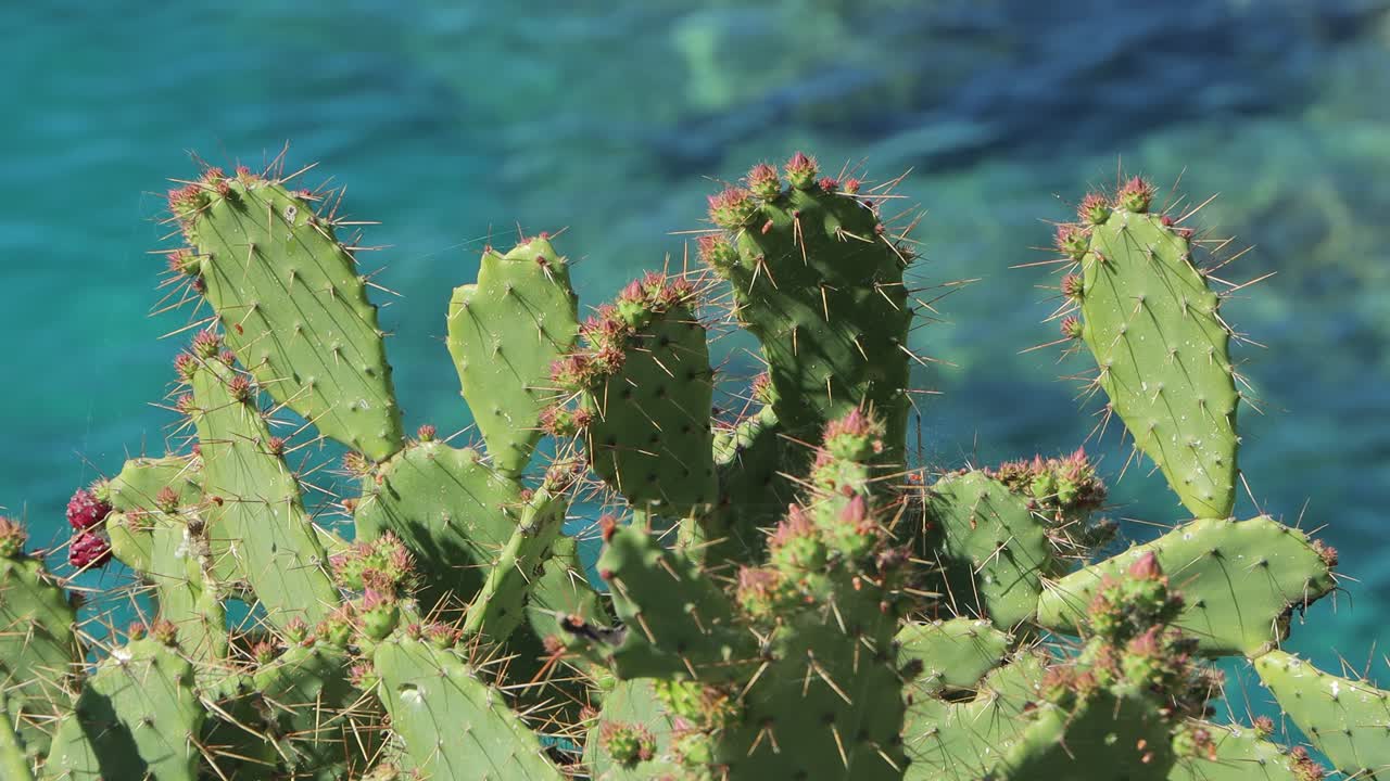Onde del mare turchesi che toccano delicatamente la costa rocciosa delle Cinque Terre con villaggi colorati sullo sfondo.