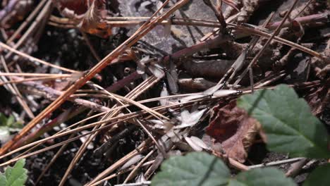 close up of a freshly hatched batch of flying termites on the forest ground