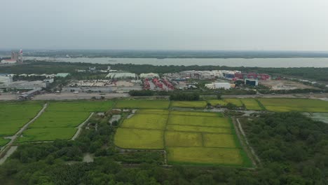 Panorama-Drohnenaufnahme-Von-Reisfeldern-Und-Entwicklung-Am-Stadtrand-Von-Ho-Chi-Minh-Stadt,-Vietnam