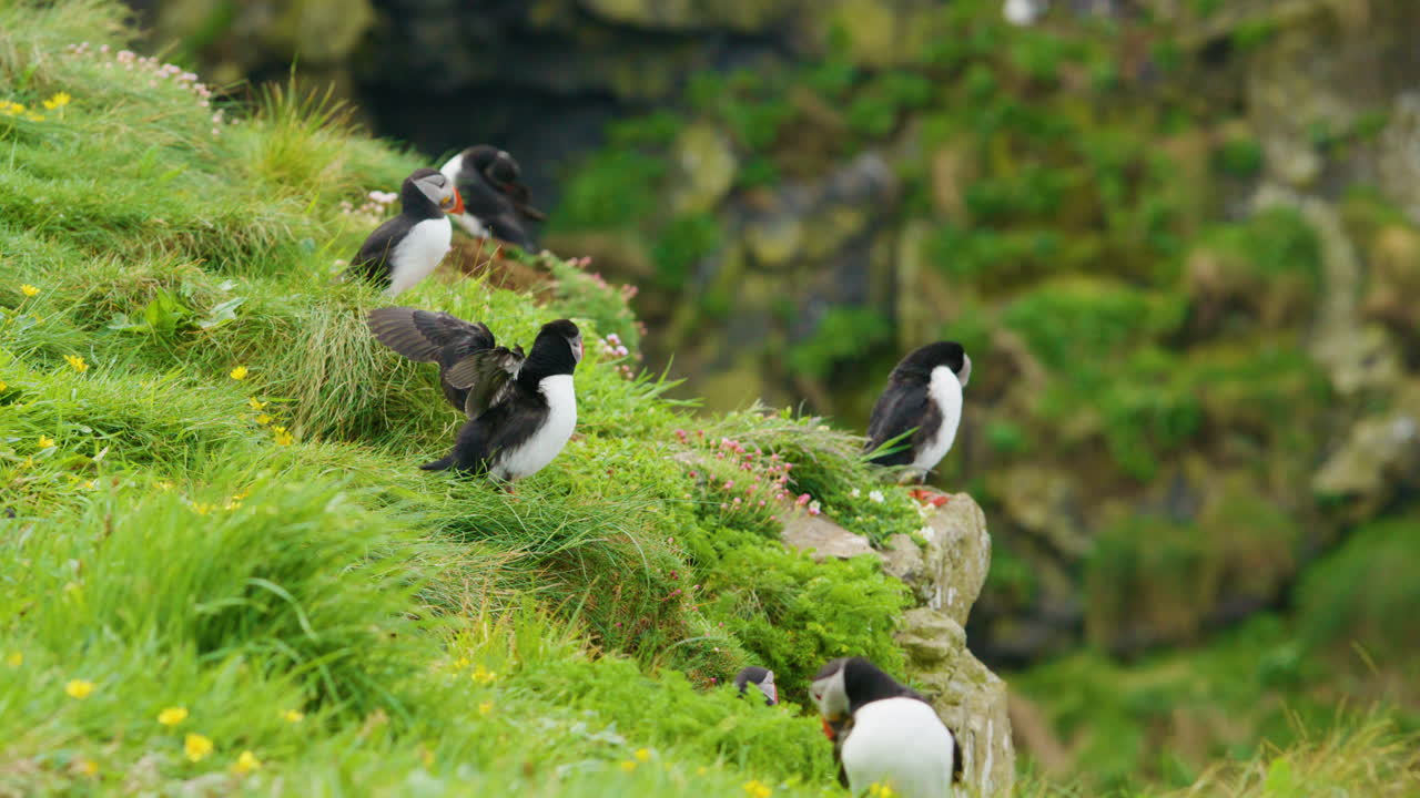 Gruppe von Papageientauchern auf einer Klippe in üppiger grüner Landschaft