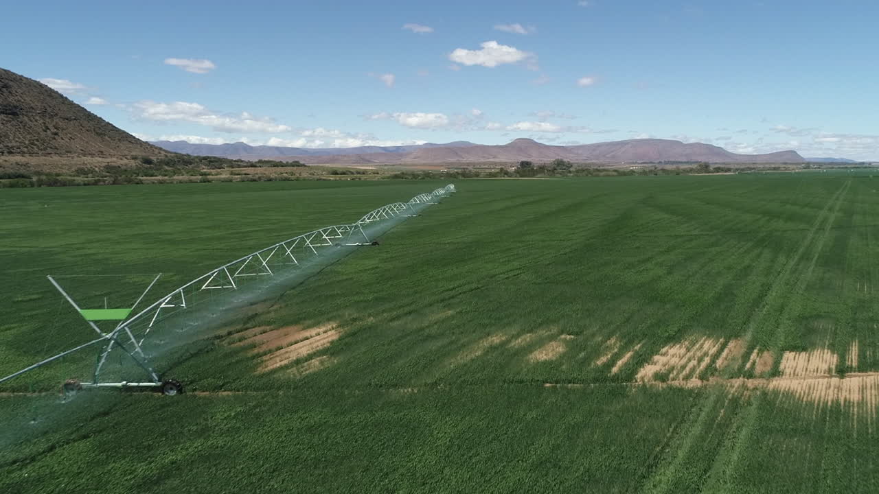Survol d'un nouveau champ de blé vert avec système d'irrigation agricole à pivot