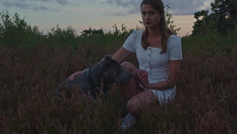 american staffordshire terrier sitting next to attractive woman kneeling down in heather field