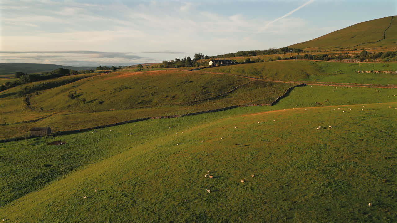 Inquadratura aerea di contesto con drone di campi di pecore nelle Yorkshire Dales all'ora d'oro.