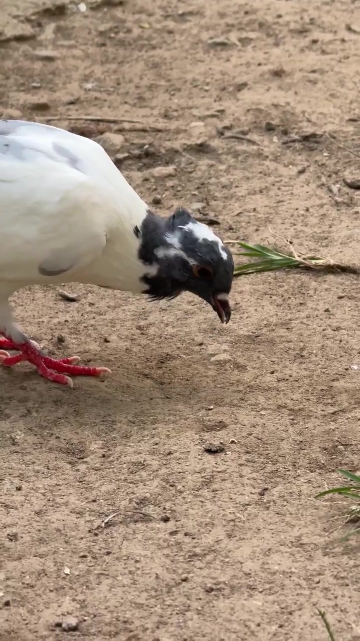 Merpati Putih dan Abu-abu Mencari Makan di Tanah