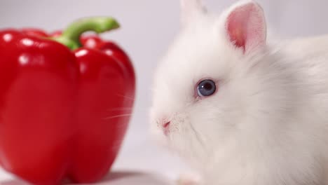 white bunny with red bell pepper