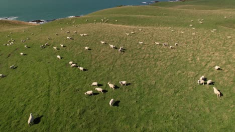 Cría-De-Ovejas-En-Nueva-Zelanda