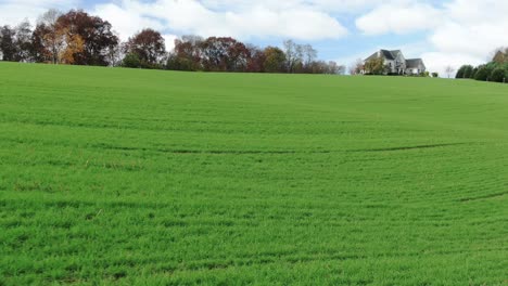 green rolling hills of winter wheat, rye