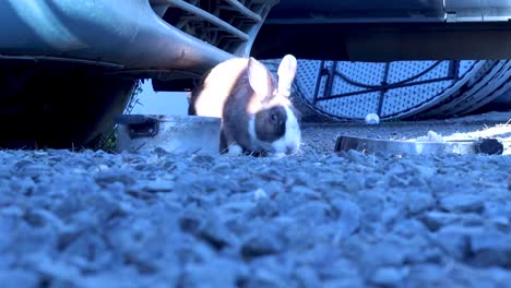 A-Still-Shot-Of-A-Brown-Rabbit-Eating-From-A-Metallic-Dish-Under-An-Old-Car