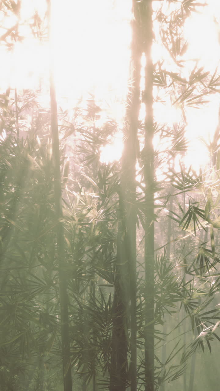 rayos de sol a través de un bosque de bambú brumoso