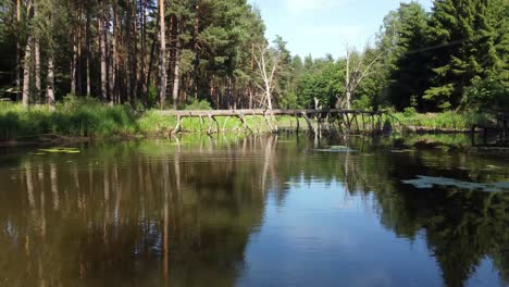 Baum-In-Lagune-Gefallen-Vergessen-See-Wasser-In-Europäischen-Wald-Luft-Dolly