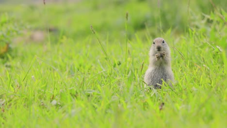 mountain caucasian ground squirrel or elbrus ground squirrel (spermophilus musicus) is a rodent of the genus of ground squirrels.