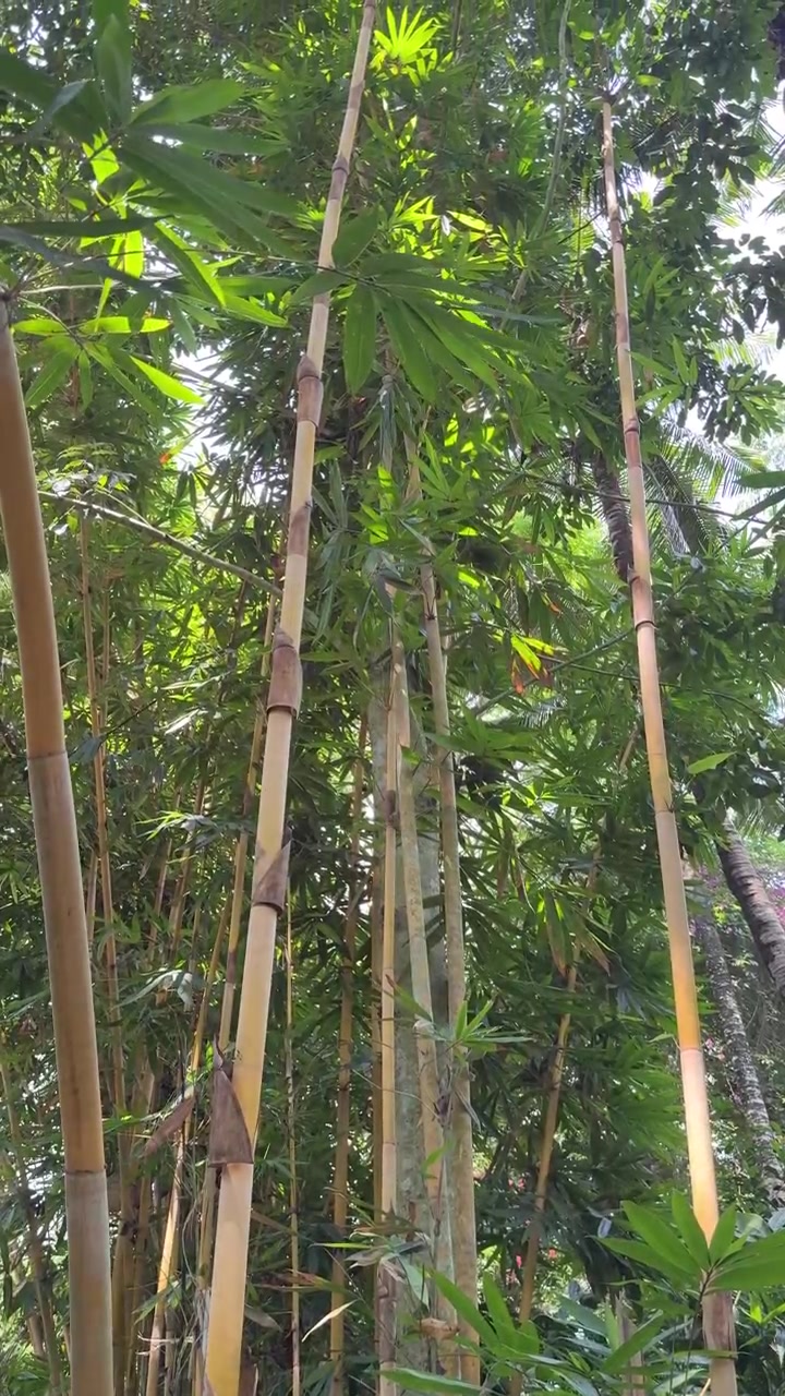 Alti fusti di bambù che ondeggiano dolcemente in una lussureggiante foresta tropicale