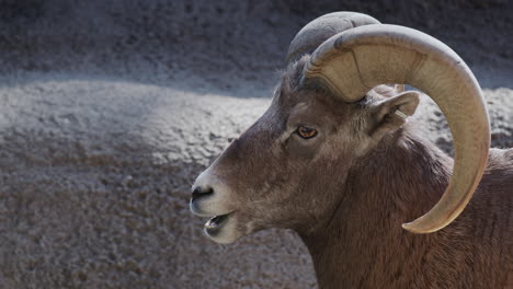 portrait of a goat on a rocky background. side view