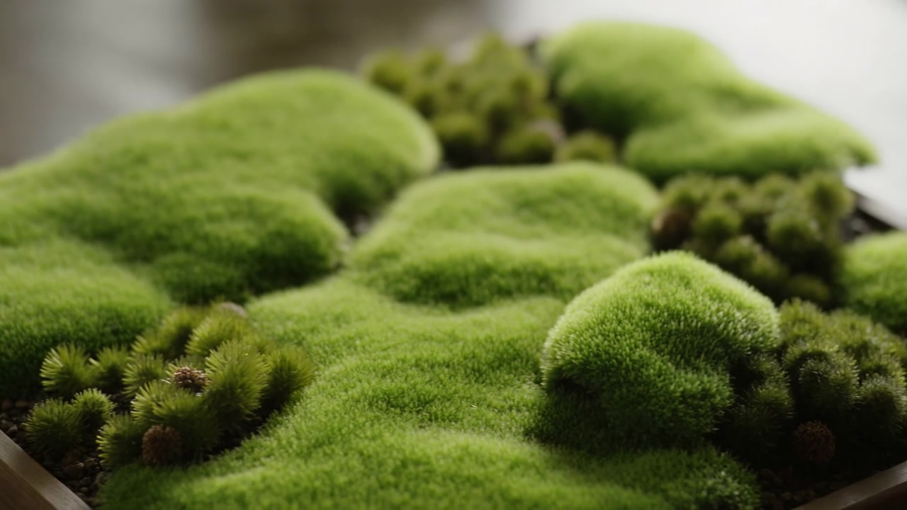 Movimento ravvicinato dal basso di cumuli di muschio verde brillante a forma di cuscino che riempiono una fioriera di legno bassa, con un sottile spostamento della messa a fuoco che sposta la nitidezza dal primo piano verso il piano intermedio e rivela una texture morbida