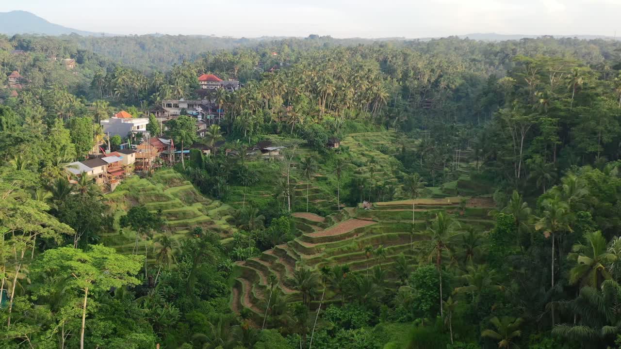 Ampia panoramica aerea delle risaie di Tegallalang all'alba, circondate dalla giungla a Ubud, Bali