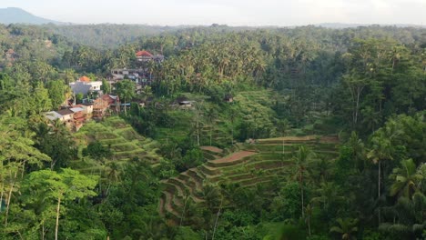 wide-aerial-panoramic-of-tegallalang-rice-terrace-at-sunrise-surrounded-by-jungle-in-Ubud-Bali