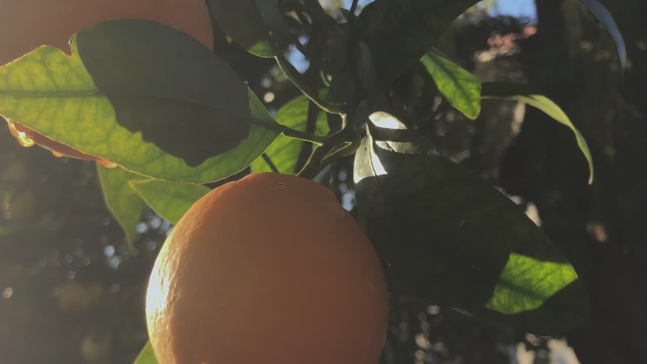 Primo piano di un albero di arance e dei suoi frutti, Palos Verdes Estates, California.