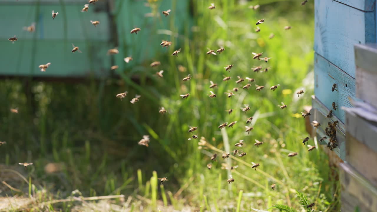 Swarm of bees at the entrance of the hive. Bees fly up to the hive in the apiary carrying pollen in summer. Flying bees on greenery backdrop. Close-up.