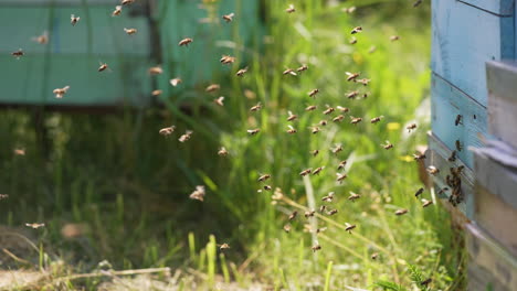 swarm of bees at the entrance of the hive. bees fly up to the hive in the apiary carrying pollen in summer. flying bees on greenery backdrop. close-up.