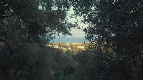 view of sea through olive trees rack focus
